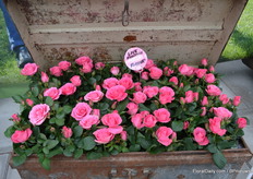 De Love Fragrance Parfume, een variëteit die, inderdaad, een heerlijk geurtje verspreidt.